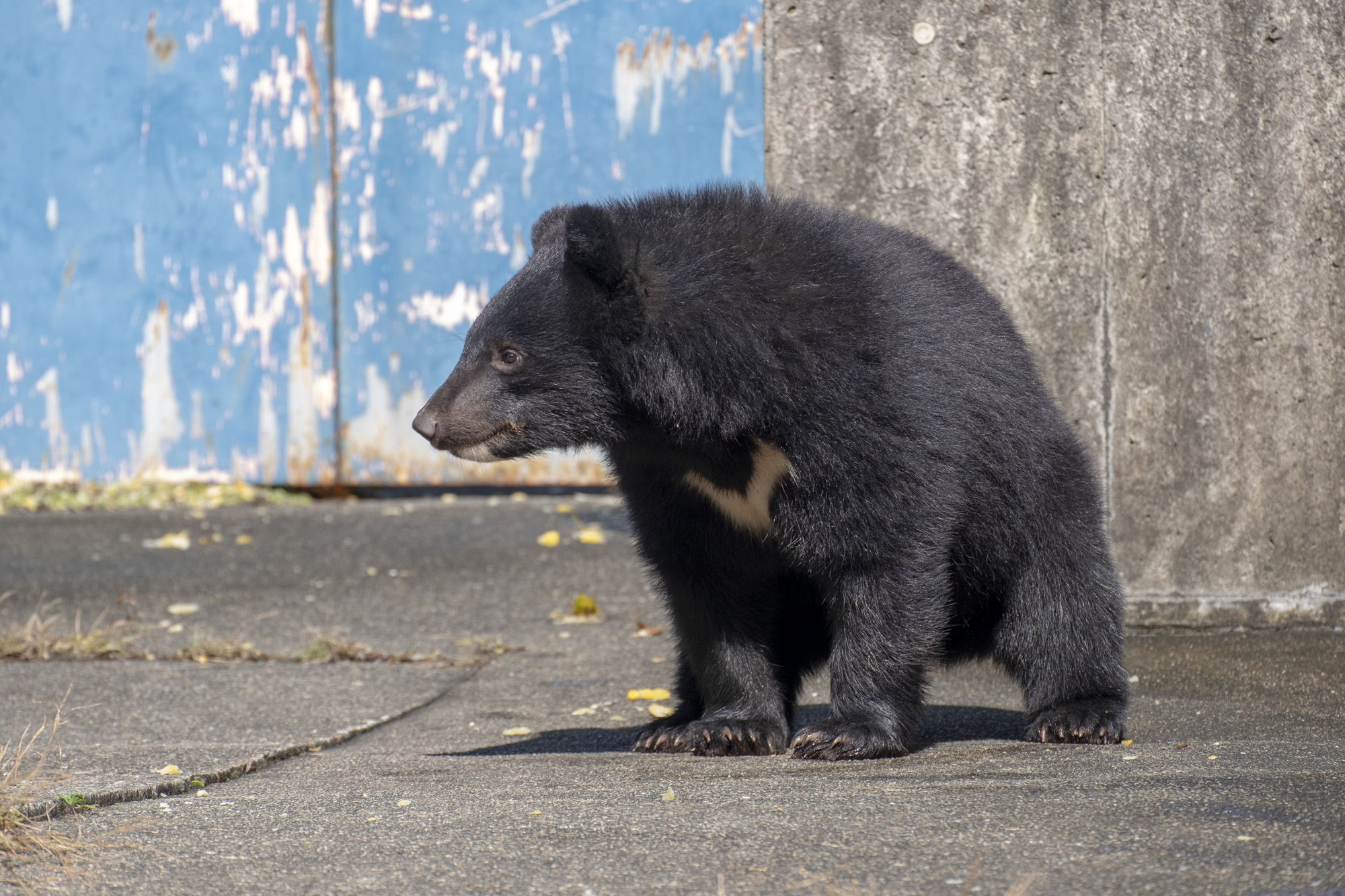 動物取扱業に関する表示 | くまくま園 公式ホームページ