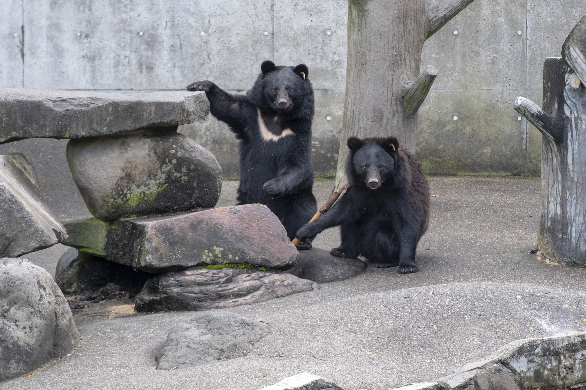 くまくま 開園時間と入園料 | くまくま園 公式ホームページ