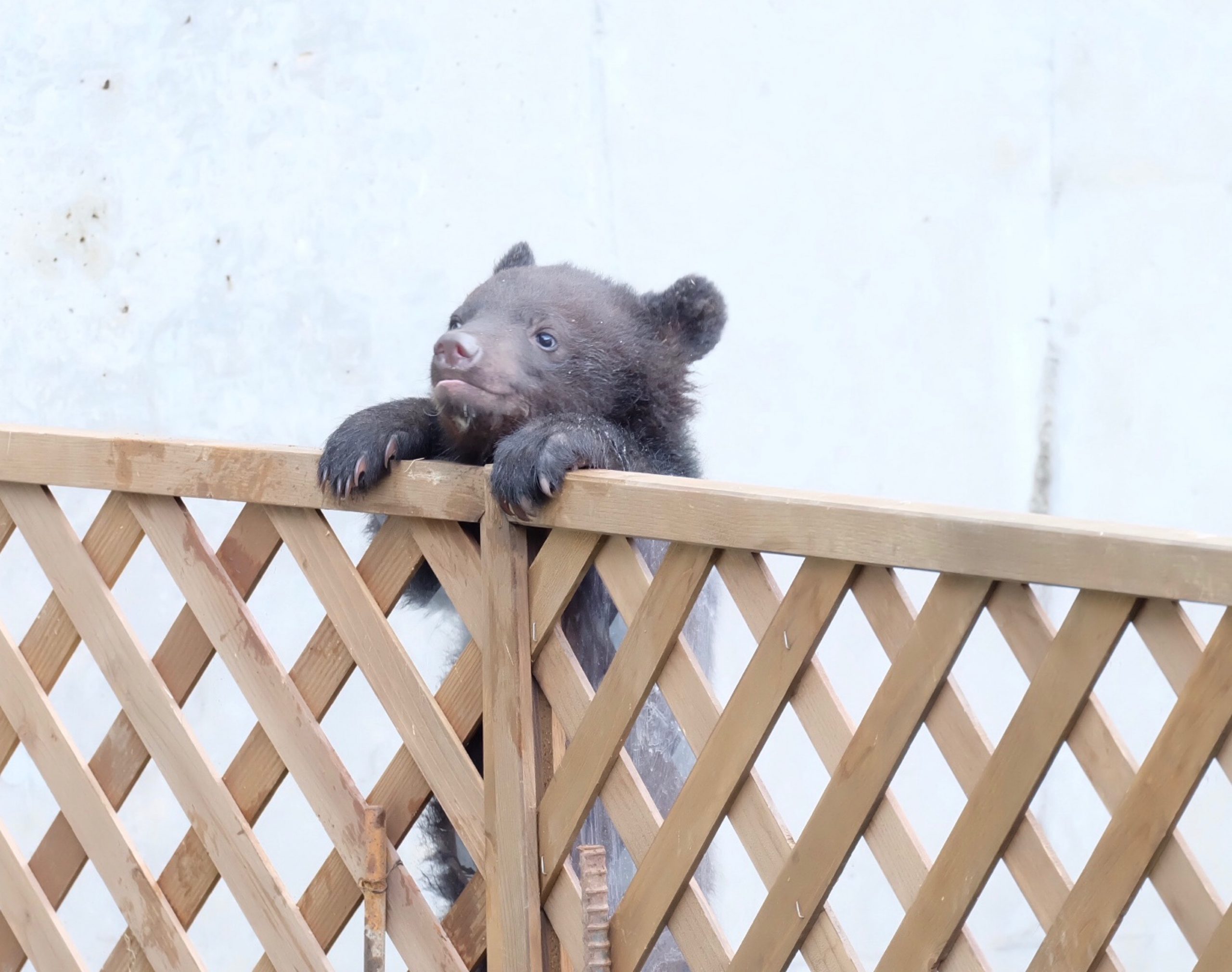 こぐまふれあい】雨の日は・・・ | くまくま園 公式ホームページ