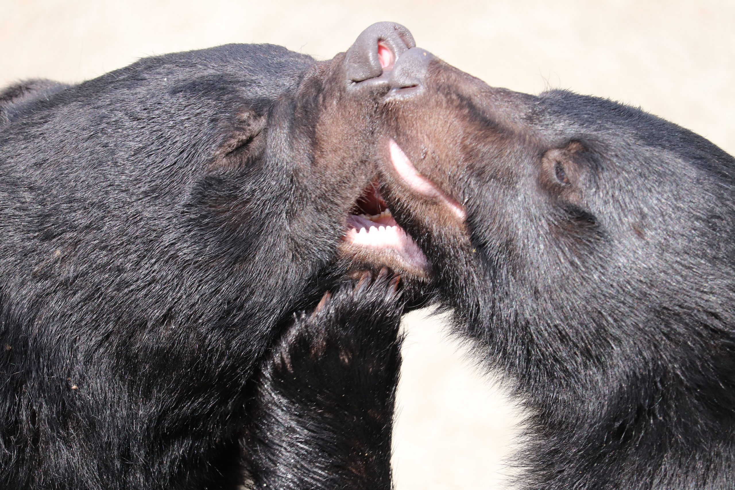開園情報 | くまくま園 公式ホームページ